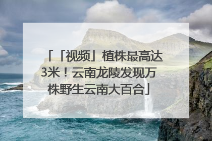 「视频」植株最高达3米！云南龙陵发现万株野生云南大百合