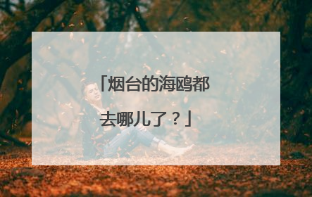 烟台的海鸥都去哪儿了？