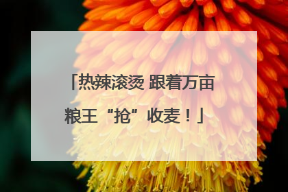 热辣滚烫 跟着万亩粮王“抢”收麦！