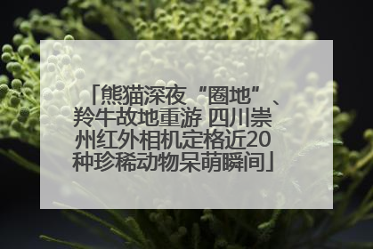 熊猫深夜“圈地”、羚牛故地重游 四川崇州红外相机定格近20种珍稀动物呆萌瞬间