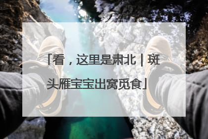 看，这里是肃北｜斑头雁宝宝出窝觅食