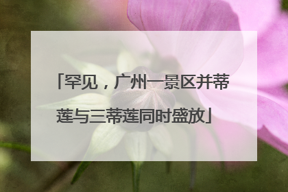 罕见，广州一景区并蒂莲与三蒂莲同时盛放