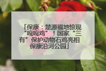 保康：楚源福地惊现“嘎嘎鸡”！国家“三有”保护动物石鸡亮相保康沿河公园