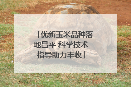 优新玉米品种落地昌平 科学技术指导助力丰收
