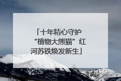十年精心守护 “植物大熊猫”红河苏铁焕发新生