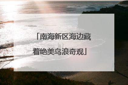 南海新区海边藏着绝美鸟浪奇观