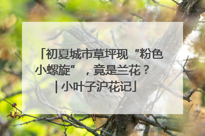初夏城市草坪现“粉色小螺旋”，竟是兰花？ | 小叶子沪花记