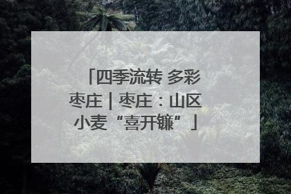 四季流转 多彩枣庄｜枣庄：山区小麦“喜开镰”