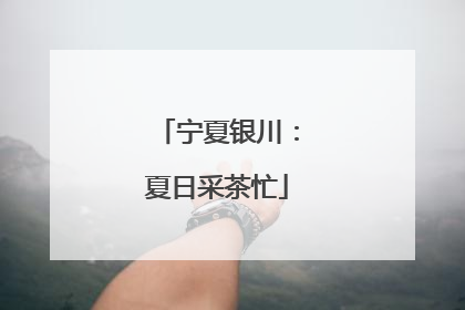 宁夏银川：夏日采茶忙