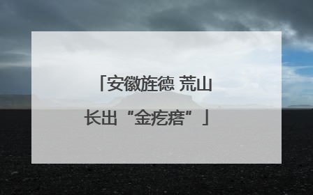 安徽旌德 荒山长出“金疙瘩”