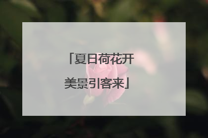 夏日荷花开 美景引客来