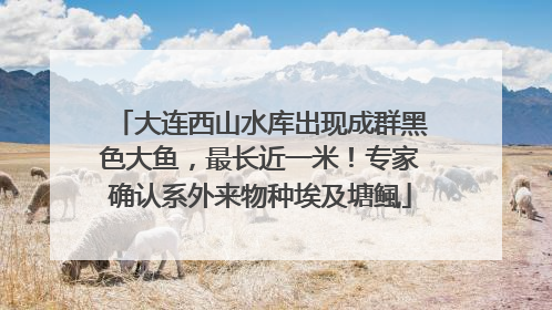 大连西山水库出现成群黑色大鱼，最长近一米！专家确认系外来物种埃及塘鲺