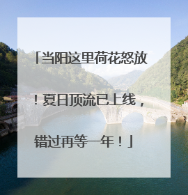当阳这里荷花怒放！夏日顶流已上线，错过再等一年！