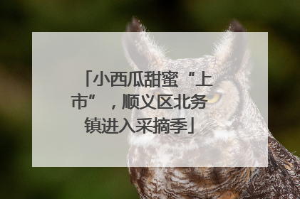 小西瓜甜蜜“上市”，顺义区北务镇进入采摘季