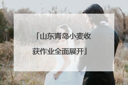 山东青岛小麦收获作业全面展开