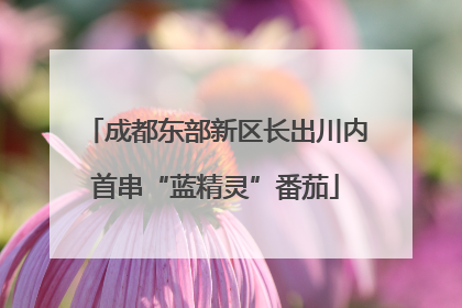 成都东部新区长出川内首串“蓝精灵”番茄