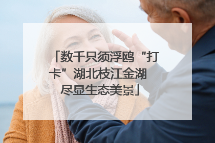 数千只须浮鸥“打卡”湖北枝江金湖 尽显生态美景