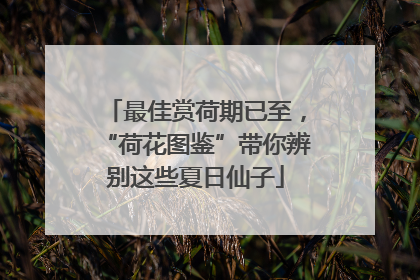 最佳赏荷期已至，“荷花图鉴”带你辨别这些夏日仙子