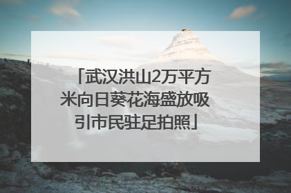 武汉洪山2万平方米向日葵花海盛放吸引市民驻足拍照