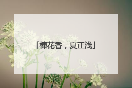 楝花香，夏正浅