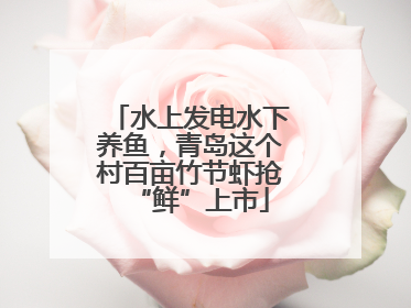 水上发电水下养鱼，青岛这个村百亩竹节虾抢“鲜”上市