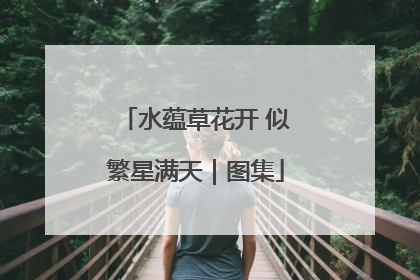 水蕴草花开 似繁星满天｜图集