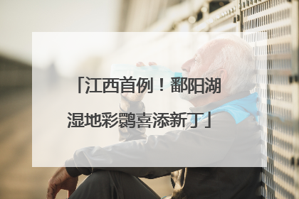 江西首例！鄱阳湖湿地彩鹮喜添新丁