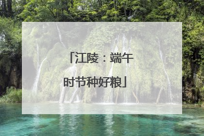 江陵：端午时节种好粮