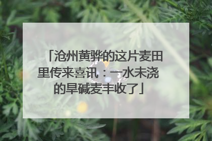 沧州黄骅的这片麦田里传来喜讯：一水未浇的旱碱麦丰收了