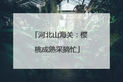 河北山海关：樱桃成熟采摘忙