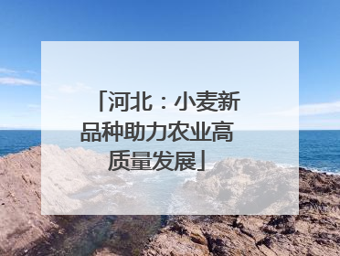 河北：小麦新品种助力农业高质量发展