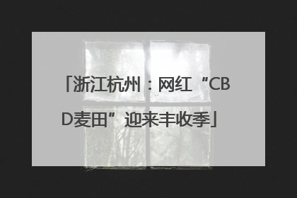 浙江杭州：网红“CBD麦田”迎来丰收季