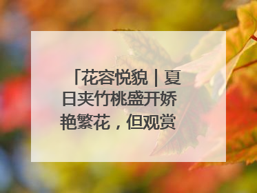 花容悦貌｜夏日夹竹桃盛开娇艳繁花，但观赏时“碰不得”