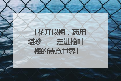 花开似梅，药用堪珍——走进榆叶梅的诗意世界