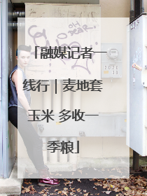 融媒记者一线行｜麦地套玉米 多收一季粮