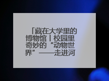 藏在大学里的博物馆丨校园里奇妙的“动物世界”——走进河北大学博物馆