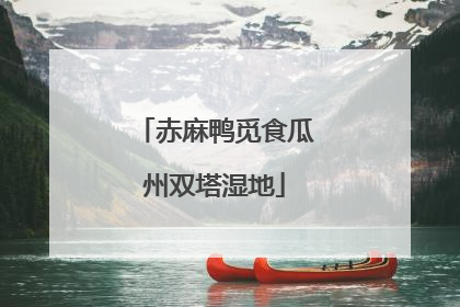 赤麻鸭觅食瓜州双塔湿地