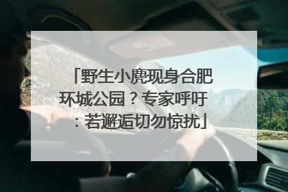 野生小麂现身合肥环城公园？专家呼吁：若邂逅切勿惊扰