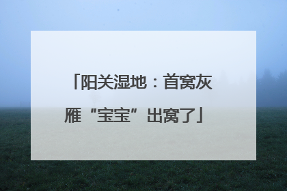 阳关湿地：首窝灰雁“宝宝”出窝了