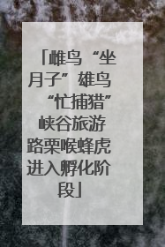 雌鸟“坐月子”雄鸟“忙捕猎” 峡谷旅游路栗喉蜂虎进入孵化阶段