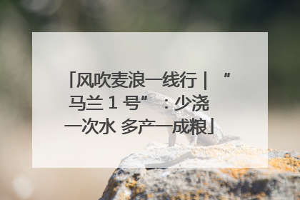 风吹麦浪一线行｜“马兰 1 号”：少浇一次水 多产一成粮