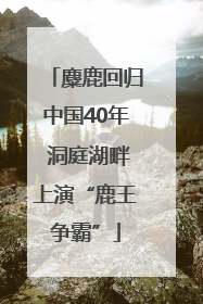 麋鹿回归中国40年 洞庭湖畔上演“鹿王争霸”