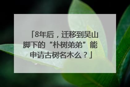 8年后，迁移到吴山脚下的“朴树弟弟”能申请古树名木么？